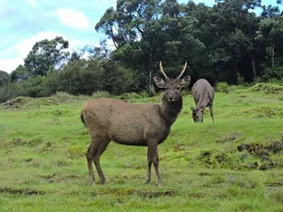 sri lanka