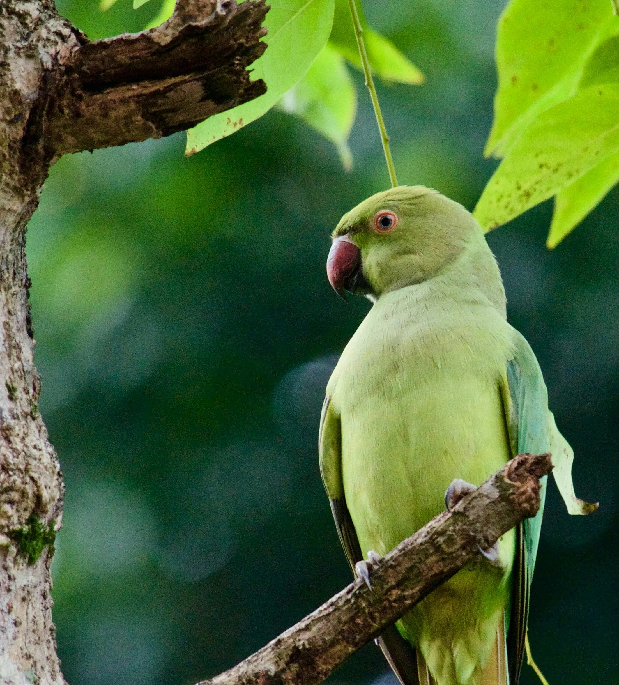 sri lanka
