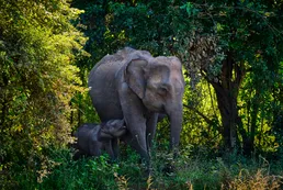 sri lanka