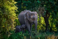 sri lanka