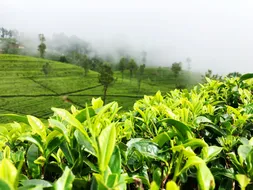sri lanka