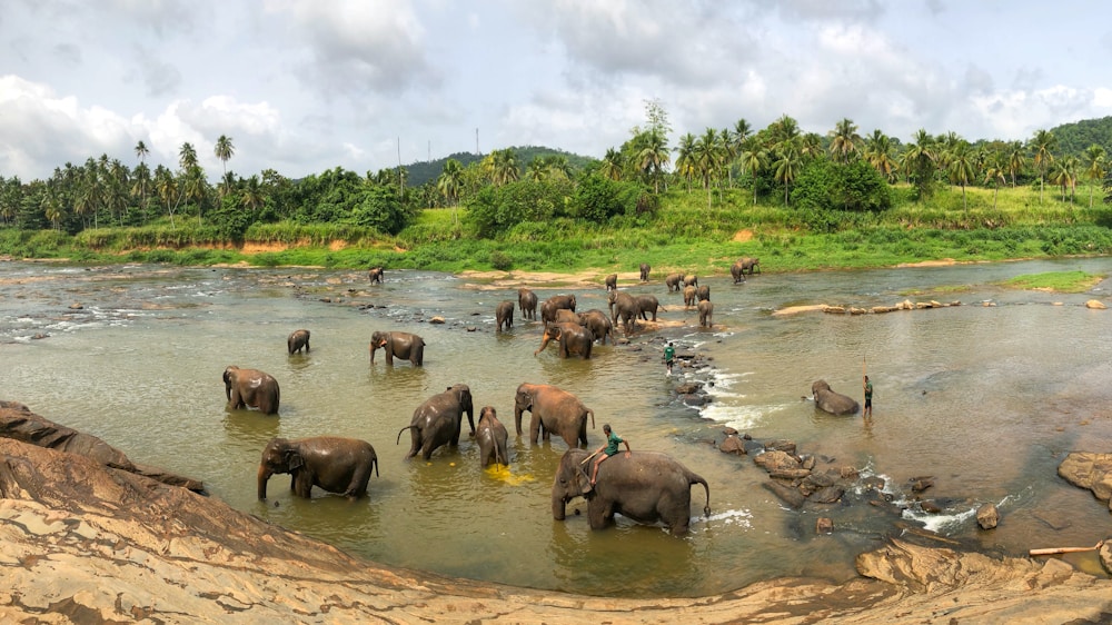 Elephants bathing